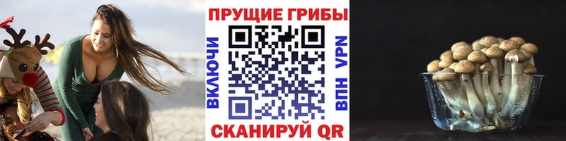 Псилоцибиновые грибы мицелий  наркотики  Семилуки 